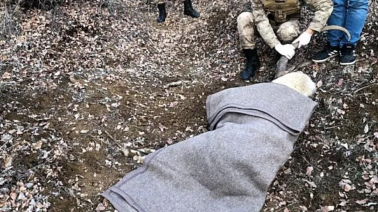 Sürü liderliği için kavga eden dağ keçilerinden biri ağır yaralandı
