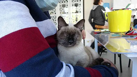 'Helva' isimli kedi, özel öğrencilerin maskotu oldu