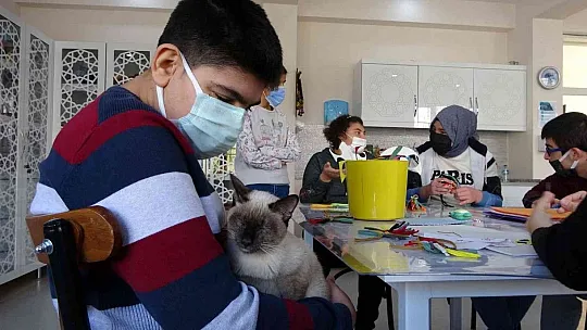 'Helva' isimli kedi, özel öğrencilerin maskotu oldu