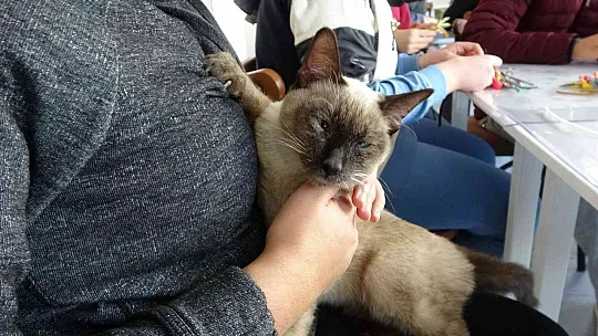 'Helva' isimli kedi, özel öğrencilerin maskotu oldu