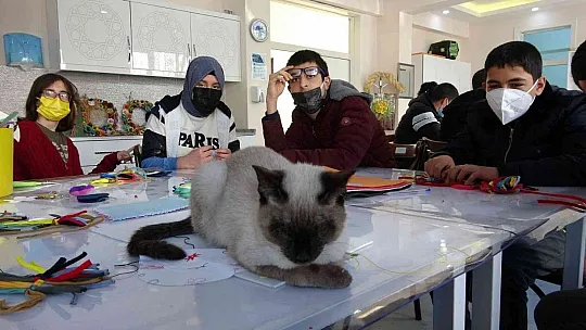 'Helva' isimli kedi, özel öğrencilerin maskotu oldu