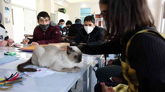 'Helva' isimli kedi, özel öğrencilerin maskotu oldu