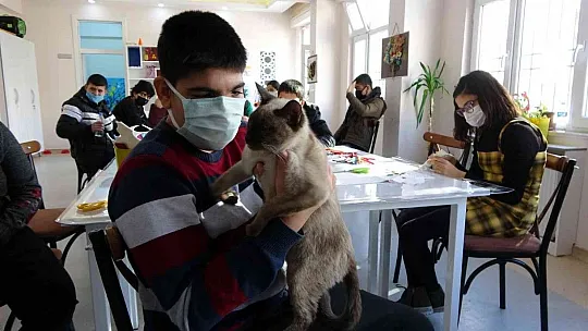 'Helva' isimli kedi, özel öğrencilerin maskotu oldu