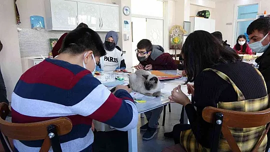 'Helva' isimli kedi, özel öğrencilerin maskotu oldu