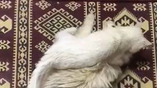 Kedi ile köpeğin şaşırtan dostluğu