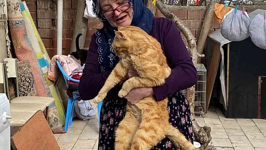 70'e yakın kediye çocuğu gibi bakıyor