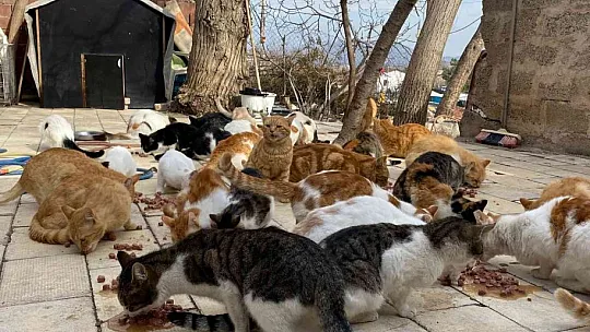 70'e yakın kediye çocuğu gibi bakıyor