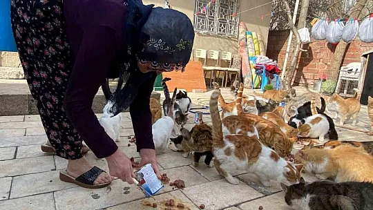 70'e yakın kediye çocuğu gibi bakıyor