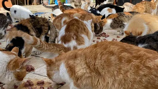 70'e yakın kediye çocuğu gibi bakıyor