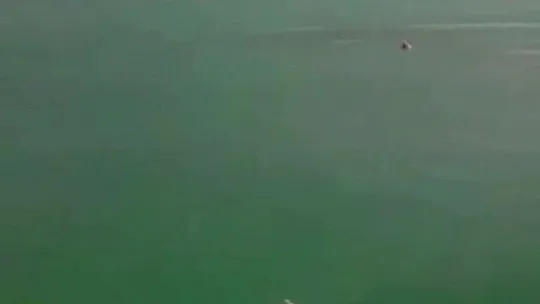 Boğulan köpeğini kurtarmak için hayatını hiçe saydı