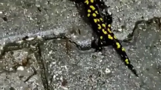 Koruma altında bulunan Anadolu semenderi Elazığ'da görüntülendi