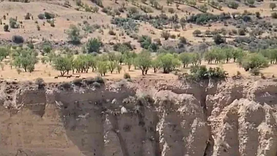 Koruma altındaki dağ keçileri sürü halinde görüntülendi