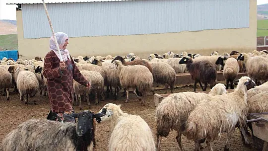 Devletten aldığı hibeyle çiftlik kurdu