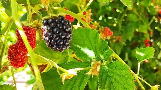 Böğürtlen meyvesini toplayarak reçelini yapıyorlar