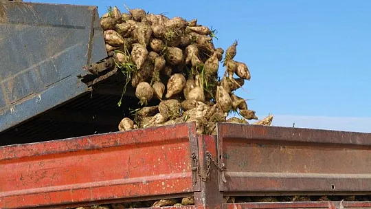 Suları çekilen baraj gölüne, çiftçiler şeker pancarı ekti