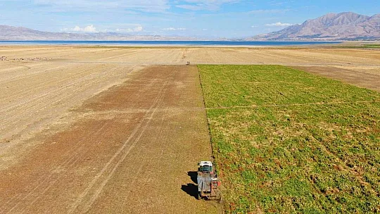 Suları çekilen baraj gölüne, çiftçiler şeker pancarı ekti