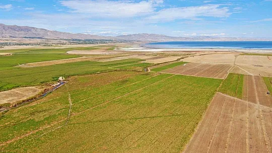 Suları çekilen baraj gölüne, çiftçiler şeker pancarı ekti
