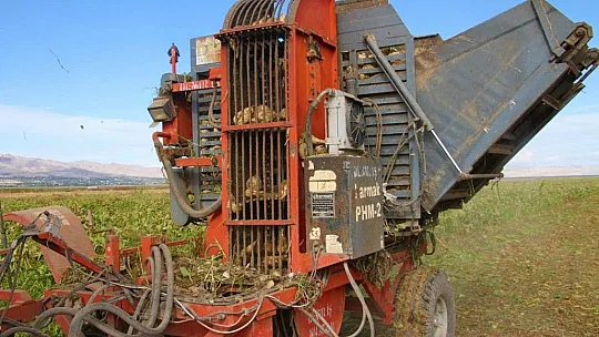 Suları çekilen baraj gölüne, çiftçiler şeker pancarı ekti