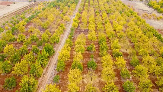 Malatya'daki kayısı ağaçları sonbaharda görsel şölen sunuyor