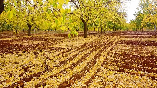Malatya'daki kayısı ağaçları sonbaharda görsel şölen sunuyor