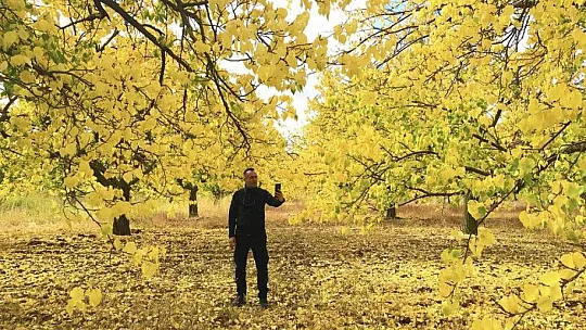 Malatya'daki kayısı ağaçları sonbaharda görsel şölen sunuyor