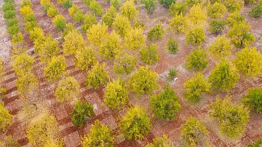 Malatya'daki kayısı ağaçları sonbaharda görsel şölen sunuyor