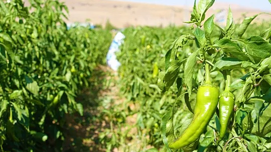 Marketlerdeki fahiş fiyata kızdı, tarlasını vatandaşlara açtı