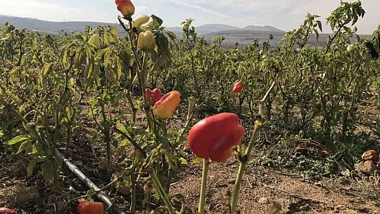 Tarlasını ücretsiz bir şekilde vatandaşlara açtı