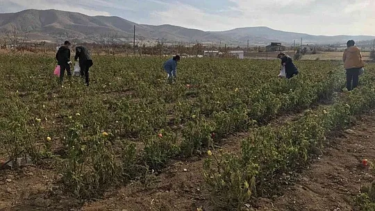 Tarlasını ücretsiz bir şekilde vatandaşlara açtı
