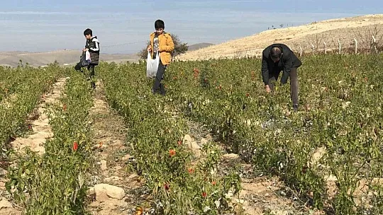 Tarlasını ücretsiz bir şekilde vatandaşlara açtı