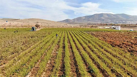 Tarlasını ücretsiz bir şekilde vatandaşlara açtı