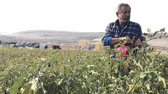 Tarlasını ücretsiz bir şekilde vatandaşlara açtı