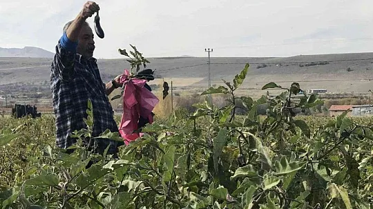 Tarlasını ücretsiz bir şekilde vatandaşlara açtı