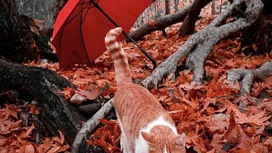 Mirvan Çayı, yılın her mevsimi ayrı bir güzelliğe bürünüyor