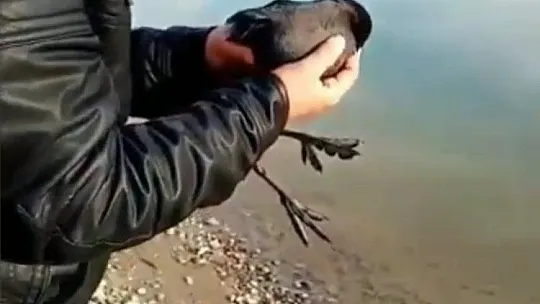 Oltaya balık yerine karabatak takıldı