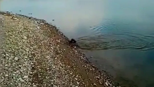 Oltaya balık yerine karabatak takıldı