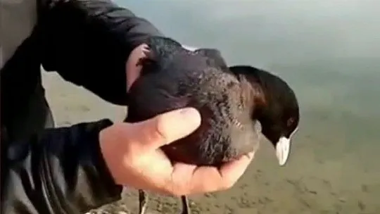 Oltaya balık yerine karabatak takıldı