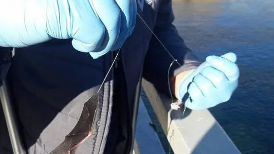 Oltaya balık yerine yarasa takıldı!