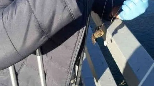Oltaya balık yerine yarasa takıldı!