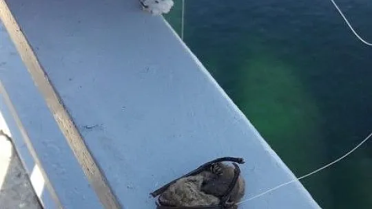 Oltaya balık yerine yarasa takıldı!