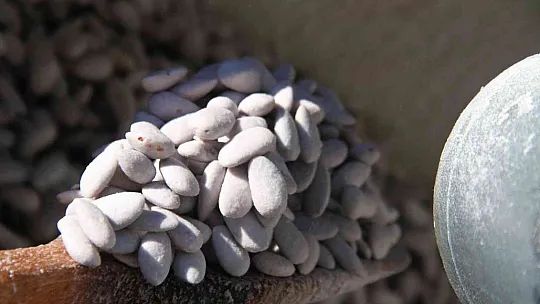 Ramazan öncesi 'Beyaz altın'a talep arttı