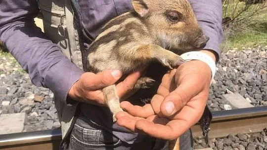 Kovancılar'daki çobandan içleri ısıtan hareket