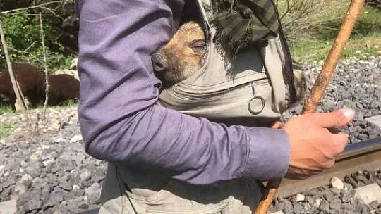Kovancılar'daki çobandan içleri ısıtan hareket