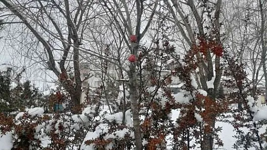Polis yaban ve sokak hayvanları unutmadı