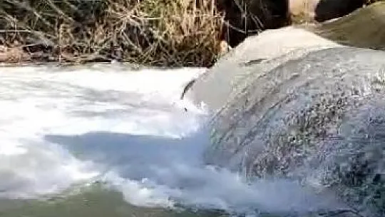 Siraz'ın akıntıya karşı göçü devam ediyor