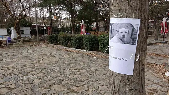 Kaymak'ı bulana ödül de var