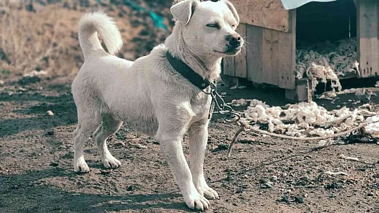 Kaymak'ı bulana ödül de var