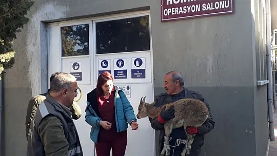 Tedavisi yapılan yavru yaban keçisi tekrar doğaya bırakıldı