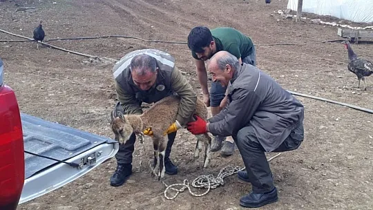 Tedavisi yapılan yavru yaban keçisi tekrar doğaya bırakıldı