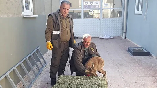 Tedavisi yapılan yavru yaban keçisi tekrar doğaya bırakıldı